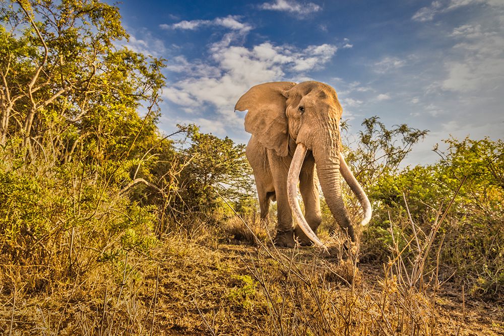 Craig the Elephant-largest Amboseli elephant-Amboseli National Park-Africa
